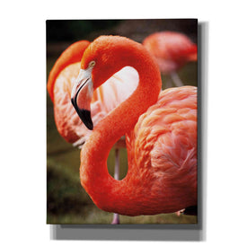 'Flamingo III' by Debra Van Swearingen, Canvas Wall Art,12x16x1.1x0,20x24x1.1x0,26x30x1.74x0,40x54x1.74x0