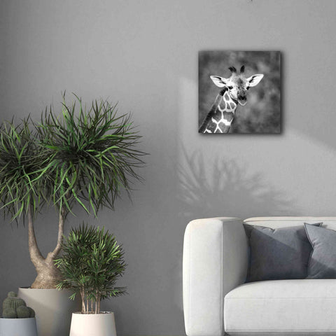 Image of 'Little Guy' by Debra Van Swearingen, Canvas Wall Art,18 x 18