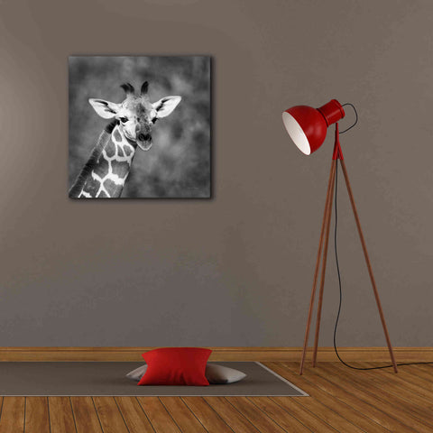 Image of 'Little Guy' by Debra Van Swearingen, Canvas Wall Art,26 x 26