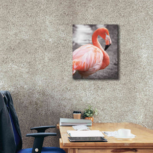 'Flamingo I on BW' by Debra Van Swearingen, Canvas Wall Art,20 x 24