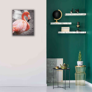 'Flamingo I on BW' by Debra Van Swearingen, Canvas Wall Art,20 x 24