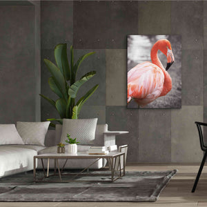 'Flamingo I on BW' by Debra Van Swearingen, Canvas Wall Art,40 x 54