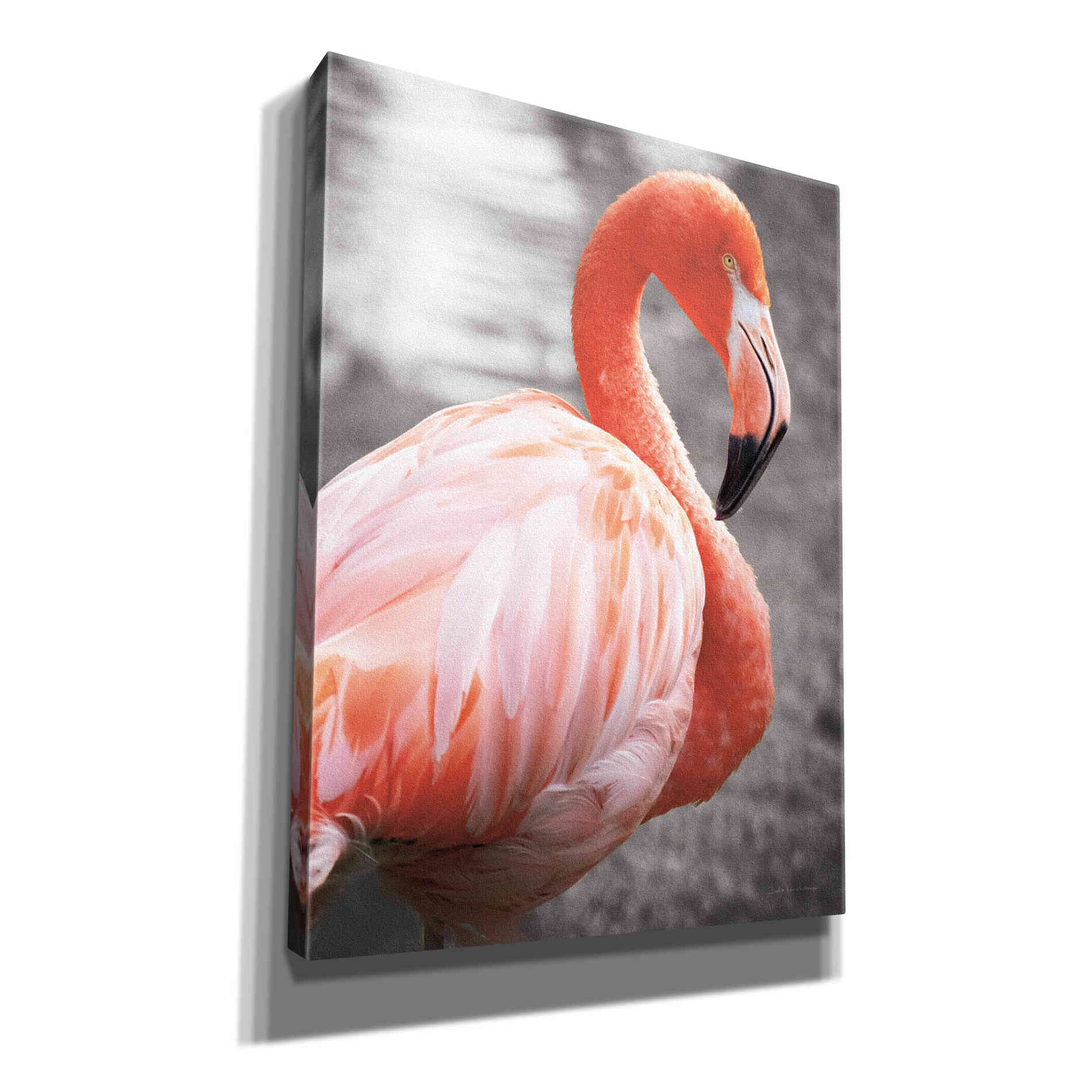 'Flamingo I on BW' by Debra Van Swearingen, Canvas Wall Art,12x16x1.1x0,20x24x1.1x0,26x30x1.74x0,40x54x1.74x0