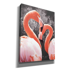 'Flamingo II on BW' by Debra Van Swearingen, Canvas Wall Art,12x16x1.1x0,20x24x1.1x0,26x30x1.74x0,40x54x1.74x0