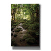 'Lush Creek in Forest' by Debra Van Swearingen, Canvas Wall Art,12x18x1.1x0,18x26x1.1x0,26x40x1.74x0,40x60x1.74x0