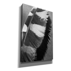 'Feather Shadow I' by Debra Van Swearingen, Canvas Wall Art,12x18x1.1x0,18x26x1.1x0,26x40x1.74x0,40x60x1.74x0