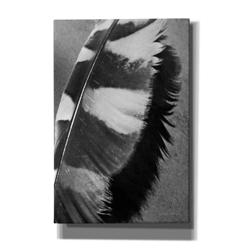 Image of 'Feather Shadow I' by Debra Van Swearingen, Canvas Wall Art,12x18x1.1x0,18x26x1.1x0,26x40x1.74x0,40x60x1.74x0