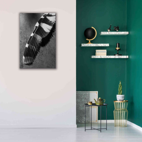 Image of 'Feather Shadow II' by Debra Van Swearingen, Canvas Wall Art,26 x 40