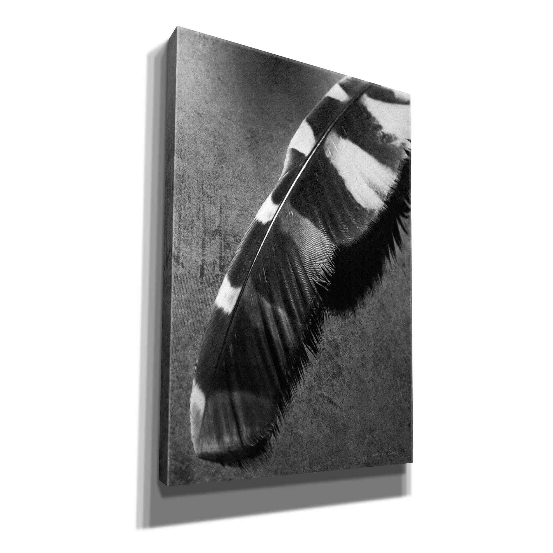 'Feather Shadow II' by Debra Van Swearingen, Canvas Wall Art,12x18x1.1x0,18x26x1.1x0,26x40x1.74x0,40x60x1.74x0