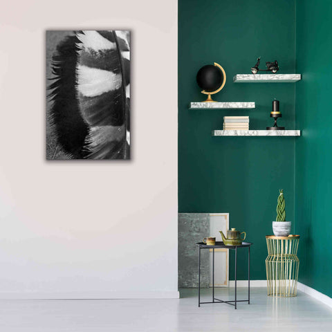 Image of 'Feather Shadow III' by Debra Van Swearingen, Canvas Wall Art,26 x 40