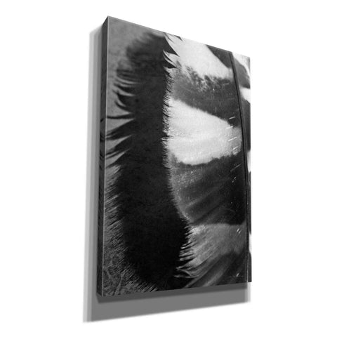 Image of 'Feather Shadow III' by Debra Van Swearingen, Canvas Wall Art,12x18x1.1x0,18x26x1.1x0,26x40x1.74x0,40x60x1.74x0