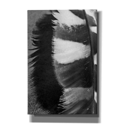 Image of 'Feather Shadow III' by Debra Van Swearingen, Canvas Wall Art,12x18x1.1x0,18x26x1.1x0,26x40x1.74x0,40x60x1.74x0