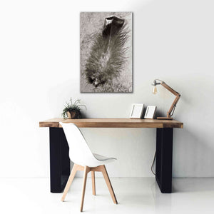 'Feather Shadow IV' by Debra Van Swearingen, Canvas Wall Art,26 x 40