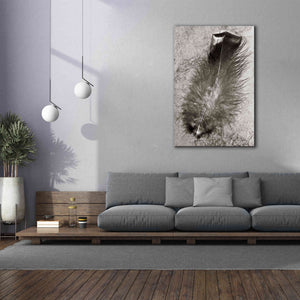 'Feather Shadow IV' by Debra Van Swearingen, Canvas Wall Art,40 x 60