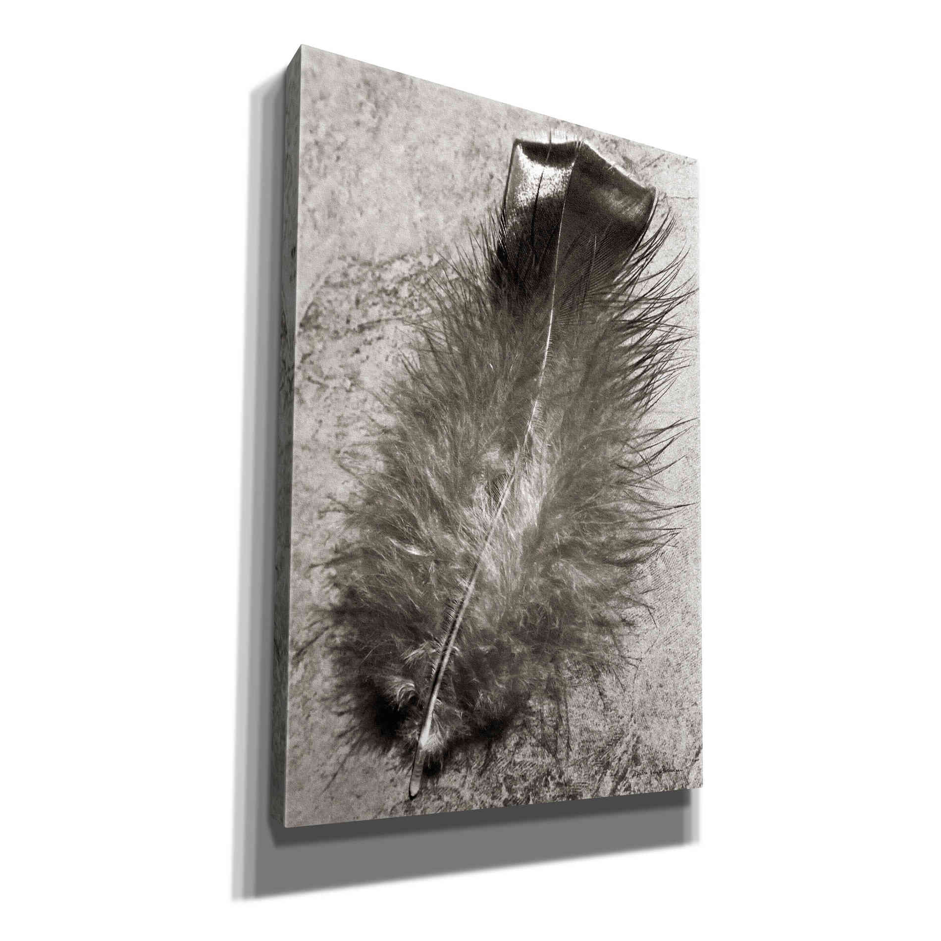 'Feather Shadow IV' by Debra Van Swearingen, Canvas Wall Art,12x18x1.1x0,18x26x1.1x0,26x40x1.74x0,40x60x1.74x0