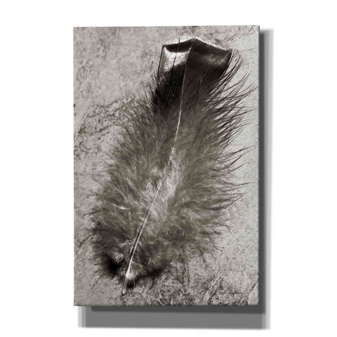 Image of 'Feather Shadow IV' by Debra Van Swearingen, Canvas Wall Art,12x18x1.1x0,18x26x1.1x0,26x40x1.74x0,40x60x1.74x0