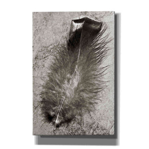 'Feather Shadow IV' by Debra Van Swearingen, Canvas Wall Art,12x18x1.1x0,18x26x1.1x0,26x40x1.74x0,40x60x1.74x0