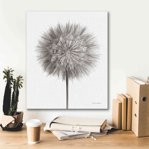 Image of 'Dandelion Fluff on White' by Debra Van Swearingen, Canvas Wall Art,20 x 24