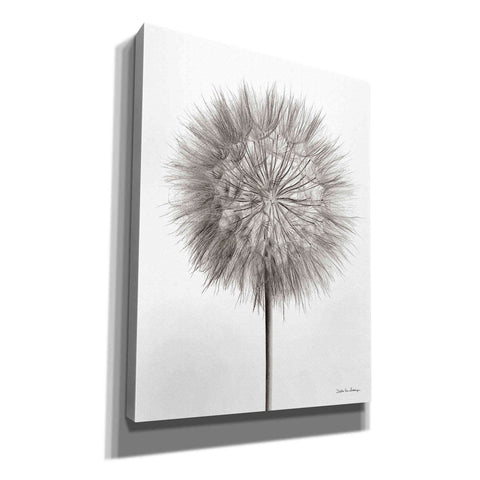 Image of 'Dandelion Fluff on White' by Debra Van Swearingen, Canvas Wall Art,12x16x1.1x0,20x24x1.1x0,26x30x1.74x0,40x54x1.74x0