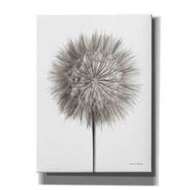 'Dandelion Fluff on White' by Debra Van Swearingen, Canvas Wall Art,12x16x1.1x0,20x24x1.1x0,26x30x1.74x0,40x54x1.74x0
