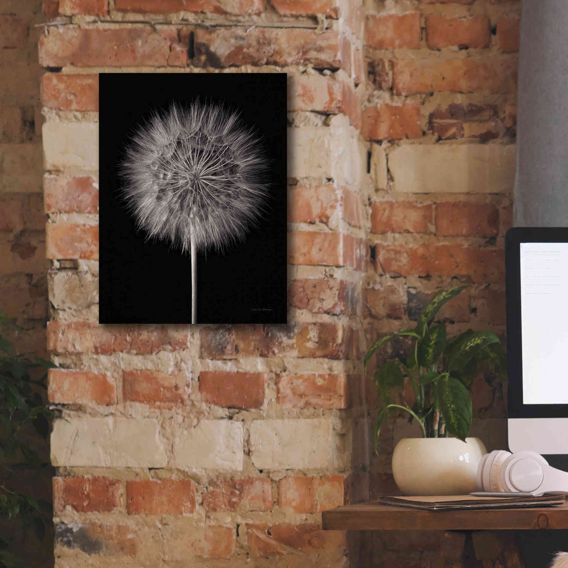 'Dandelion Fluff on Black' by Debra Van Swearingen, Canvas Wall Art,12 x 16