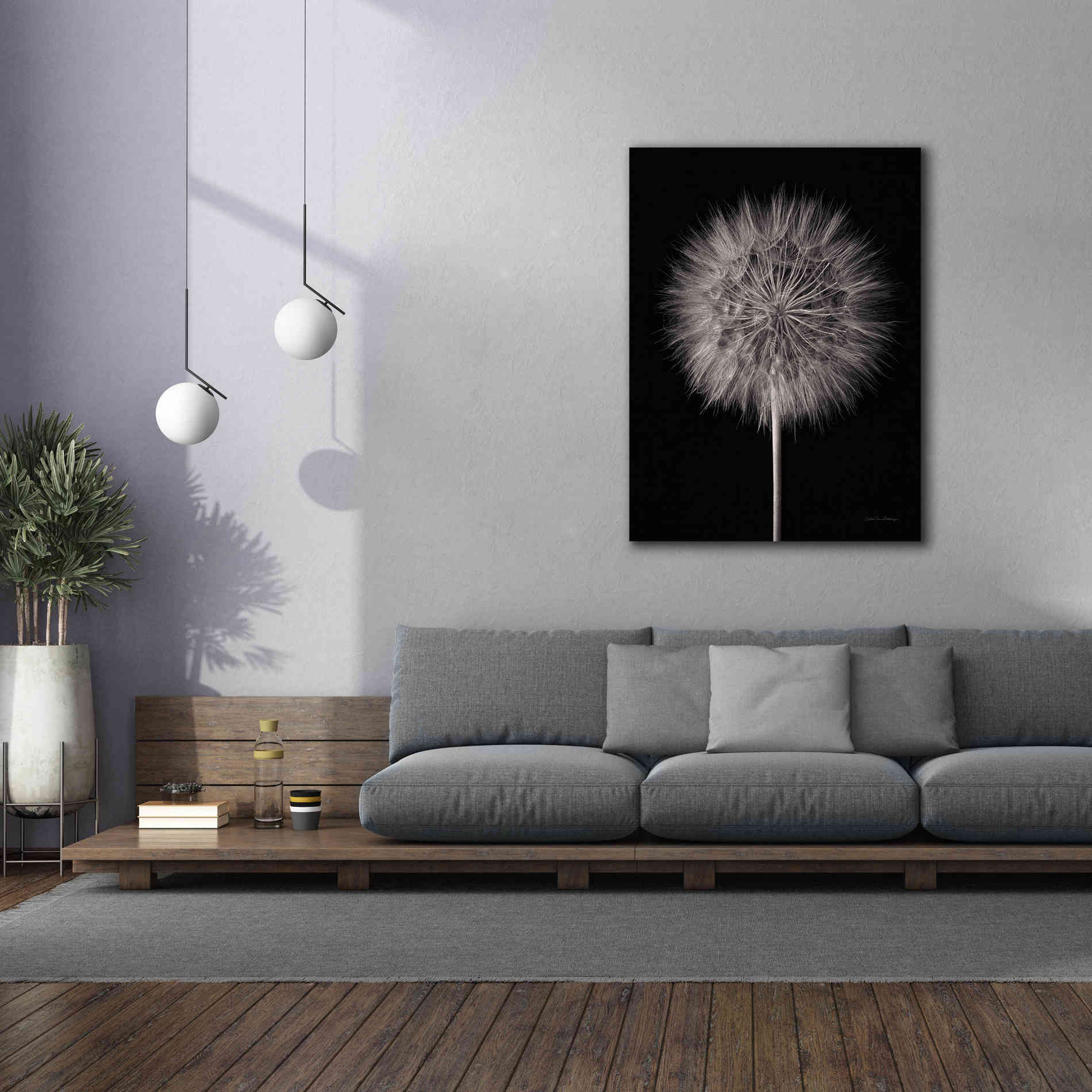 'Dandelion Fluff on Black' by Debra Van Swearingen, Canvas Wall Art,40 x 54