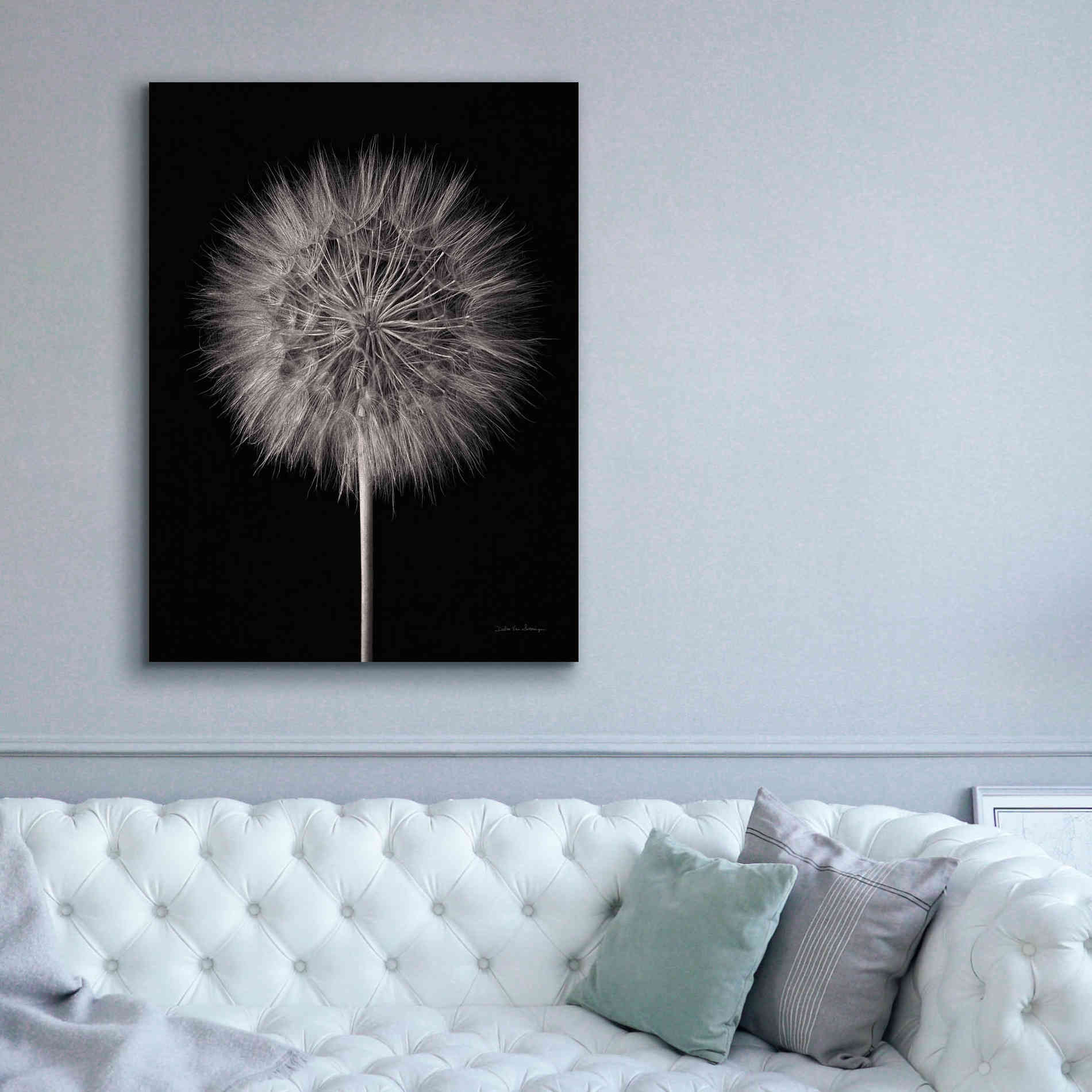 'Dandelion Fluff on Black' by Debra Van Swearingen, Canvas Wall Art,40 x 54