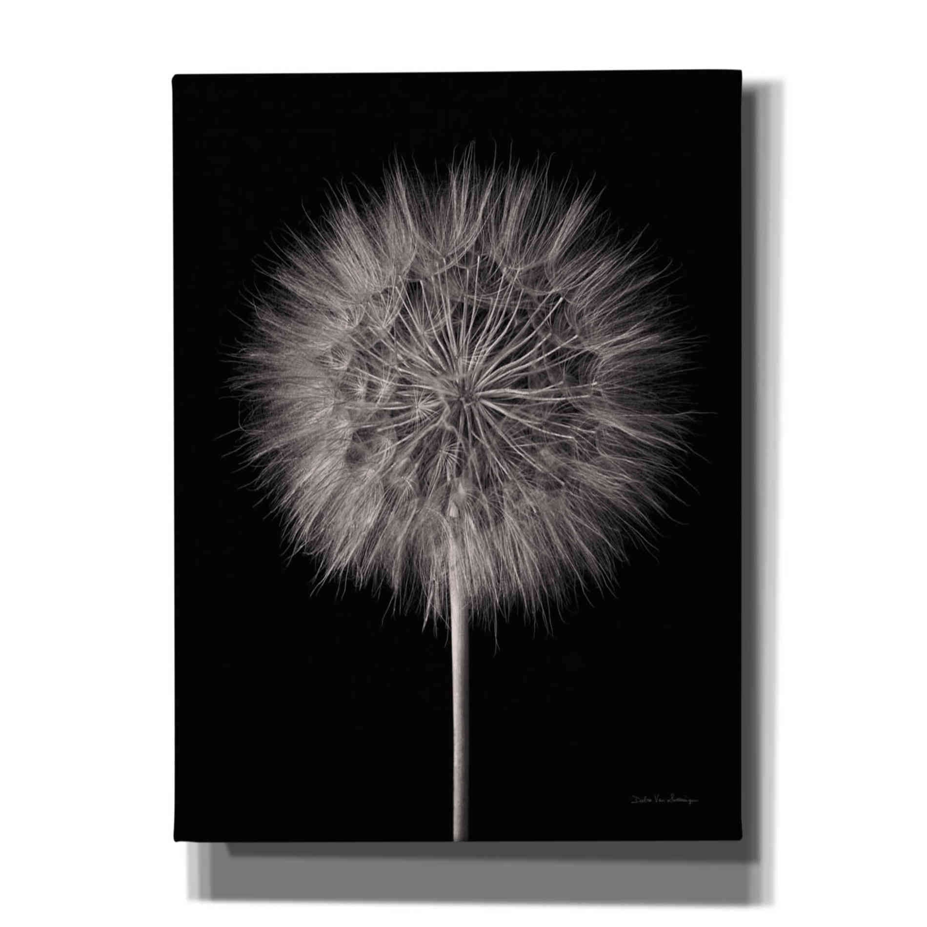 'Dandelion Fluff on Black' by Debra Van Swearingen, Canvas Wall Art,12x16x1.1x0,20x24x1.1x0,26x30x1.74x0,40x54x1.74x0