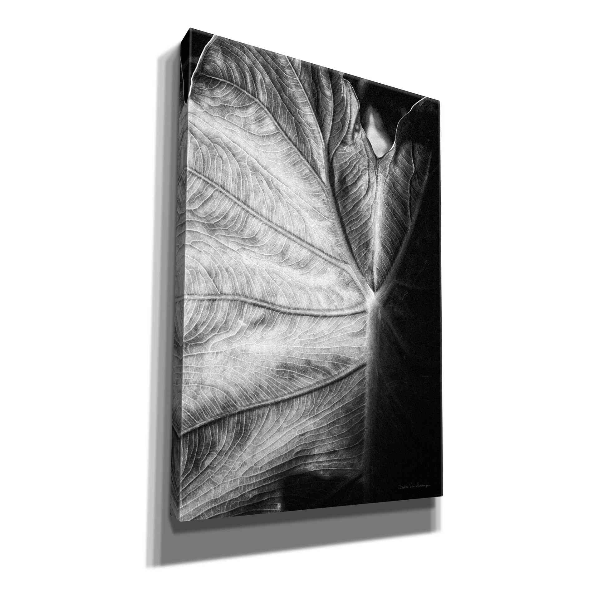 'Elephant Ear I' by Debra Van Swearingen, Canvas Wall Art,12x18x1.1x0,18x26x1.1x0,26x40x1.74x0,40x60x1.74x0