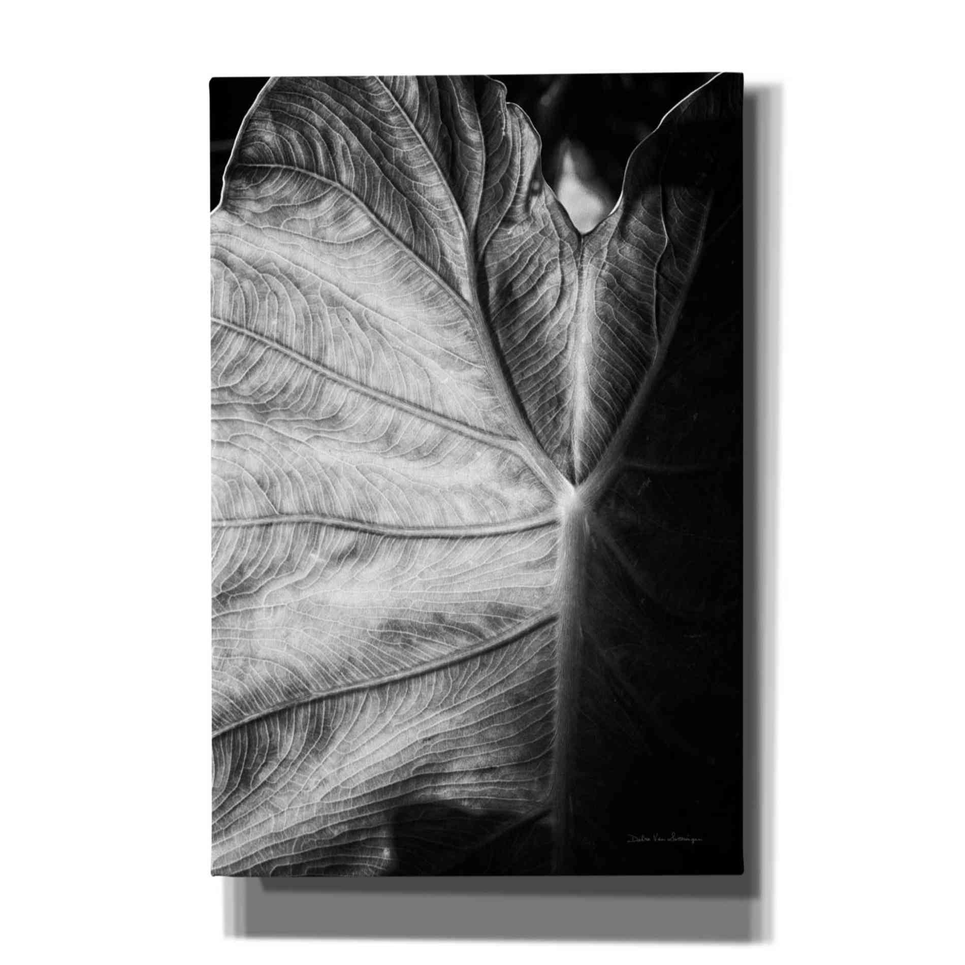 'Elephant Ear I' by Debra Van Swearingen, Canvas Wall Art,12x18x1.1x0,18x26x1.1x0,26x40x1.74x0,40x60x1.74x0