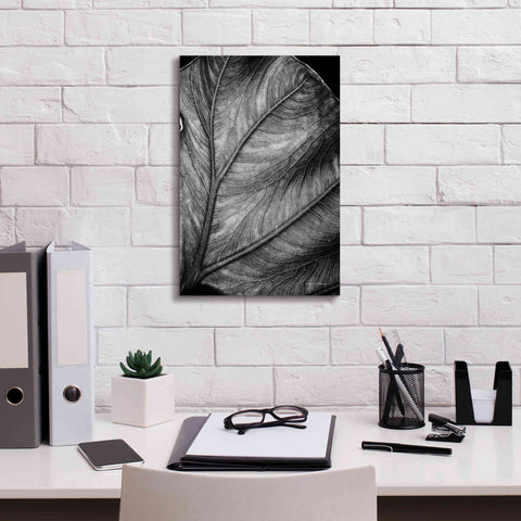 Image of 'Elephant Ear II' by Debra Van Swearingen, Canvas Wall Art,12 x 18