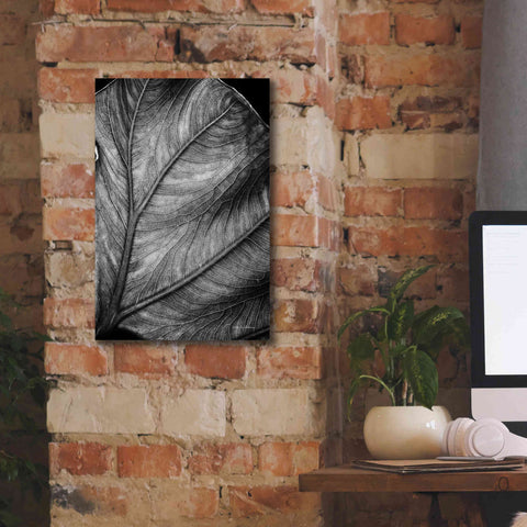 Image of 'Elephant Ear II' by Debra Van Swearingen, Canvas Wall Art,12 x 18