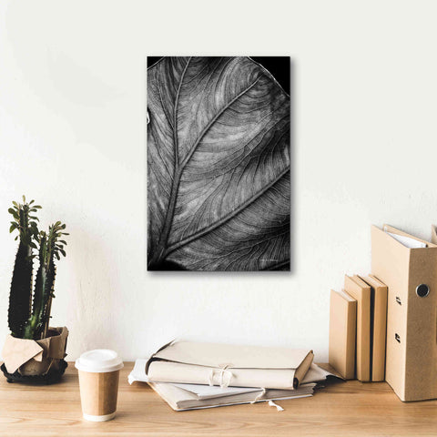 Image of 'Elephant Ear II' by Debra Van Swearingen, Canvas Wall Art,12 x 18