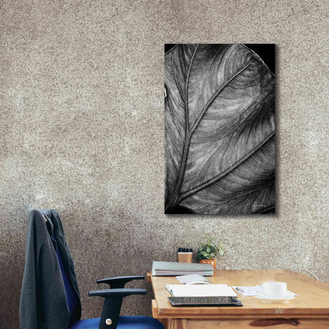 Image of 'Elephant Ear II' by Debra Van Swearingen, Canvas Wall Art,26 x 40