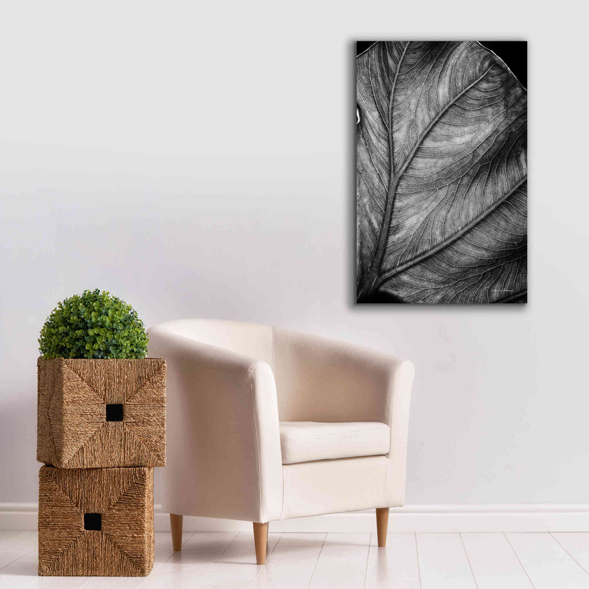 'Elephant Ear II' by Debra Van Swearingen, Canvas Wall Art,26 x 40