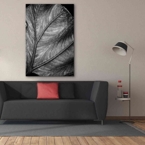 Image of 'Elephant Ear II' by Debra Van Swearingen, Canvas Wall Art,40 x 60