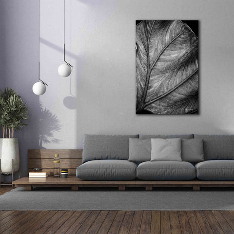 Image of 'Elephant Ear II' by Debra Van Swearingen, Canvas Wall Art,40 x 60