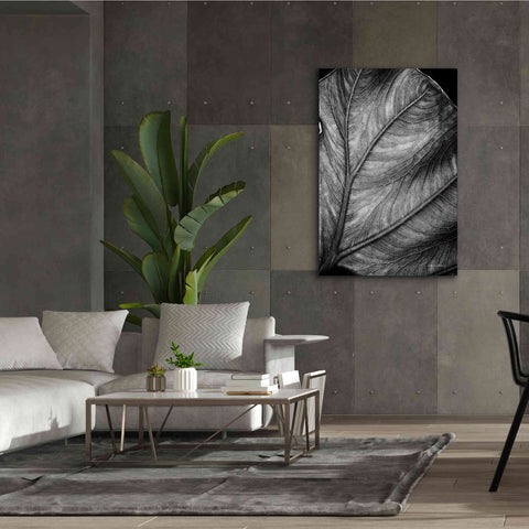 Image of 'Elephant Ear II' by Debra Van Swearingen, Canvas Wall Art,40 x 60