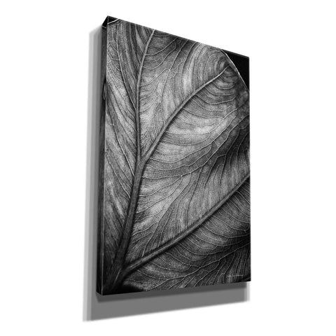 Image of 'Elephant Ear II' by Debra Van Swearingen, Canvas Wall Art,12x18x1.1x0,18x26x1.1x0,26x40x1.74x0,40x60x1.74x0