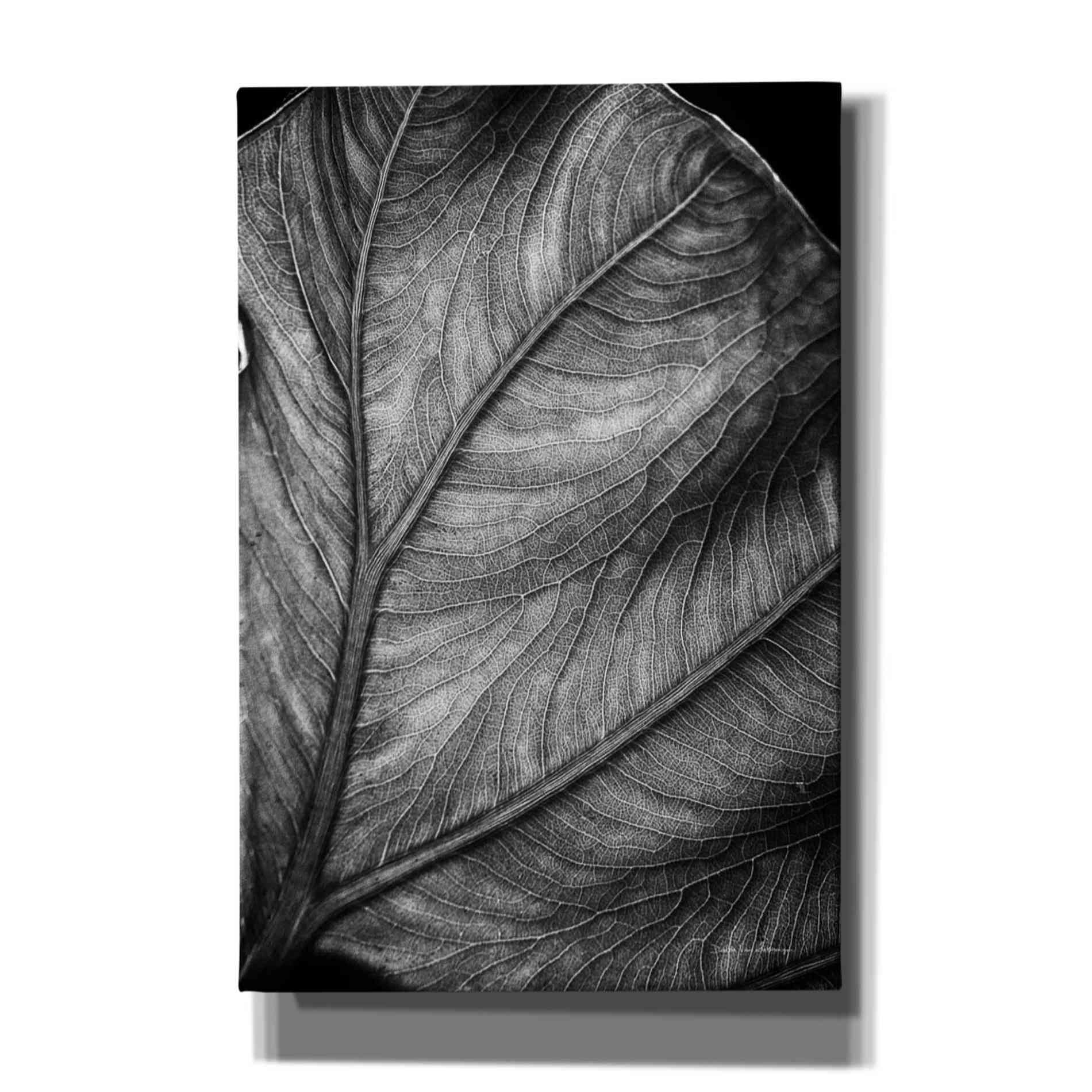 'Elephant Ear II' by Debra Van Swearingen, Canvas Wall Art,12x18x1.1x0,18x26x1.1x0,26x40x1.74x0,40x60x1.74x0