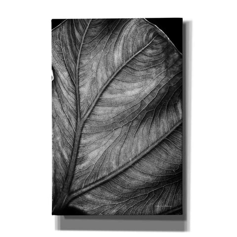Image of 'Elephant Ear II' by Debra Van Swearingen, Canvas Wall Art,12x18x1.1x0,18x26x1.1x0,26x40x1.74x0,40x60x1.74x0