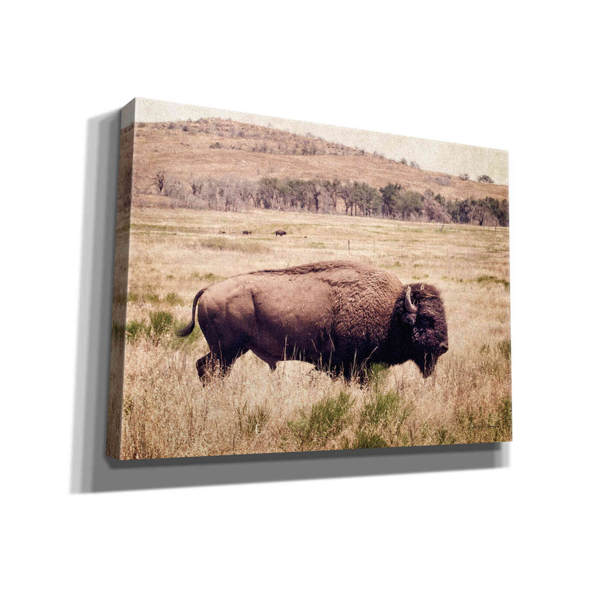 'Buffalo I' by Debra Van Swearingen, Canvas Wall Art,16x12x1.1x0,26x18x1.1x0,34x26x1.74x0,54x40x1.74x0