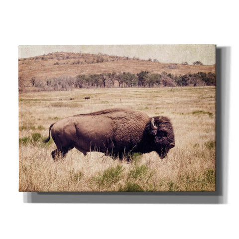 Image of 'Buffalo I' by Debra Van Swearingen, Canvas Wall Art,16x12x1.1x0,26x18x1.1x0,34x26x1.74x0,54x40x1.74x0