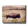 'Buffalo I' by Debra Van Swearingen, Canvas Wall Art,16x12x1.1x0,26x18x1.1x0,34x26x1.74x0,54x40x1.74x0