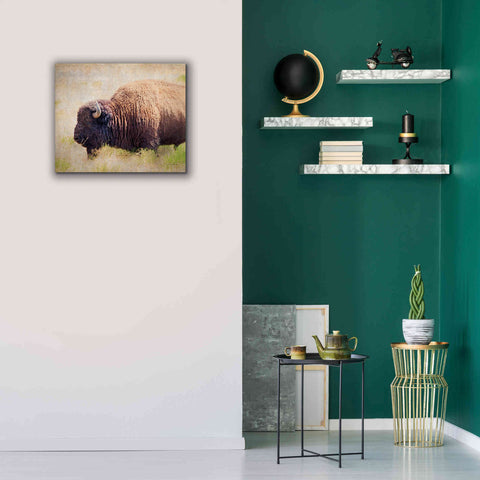 Image of 'Buffalo II' by Debra Van Swearingen, Canvas Wall Art,24 x 20