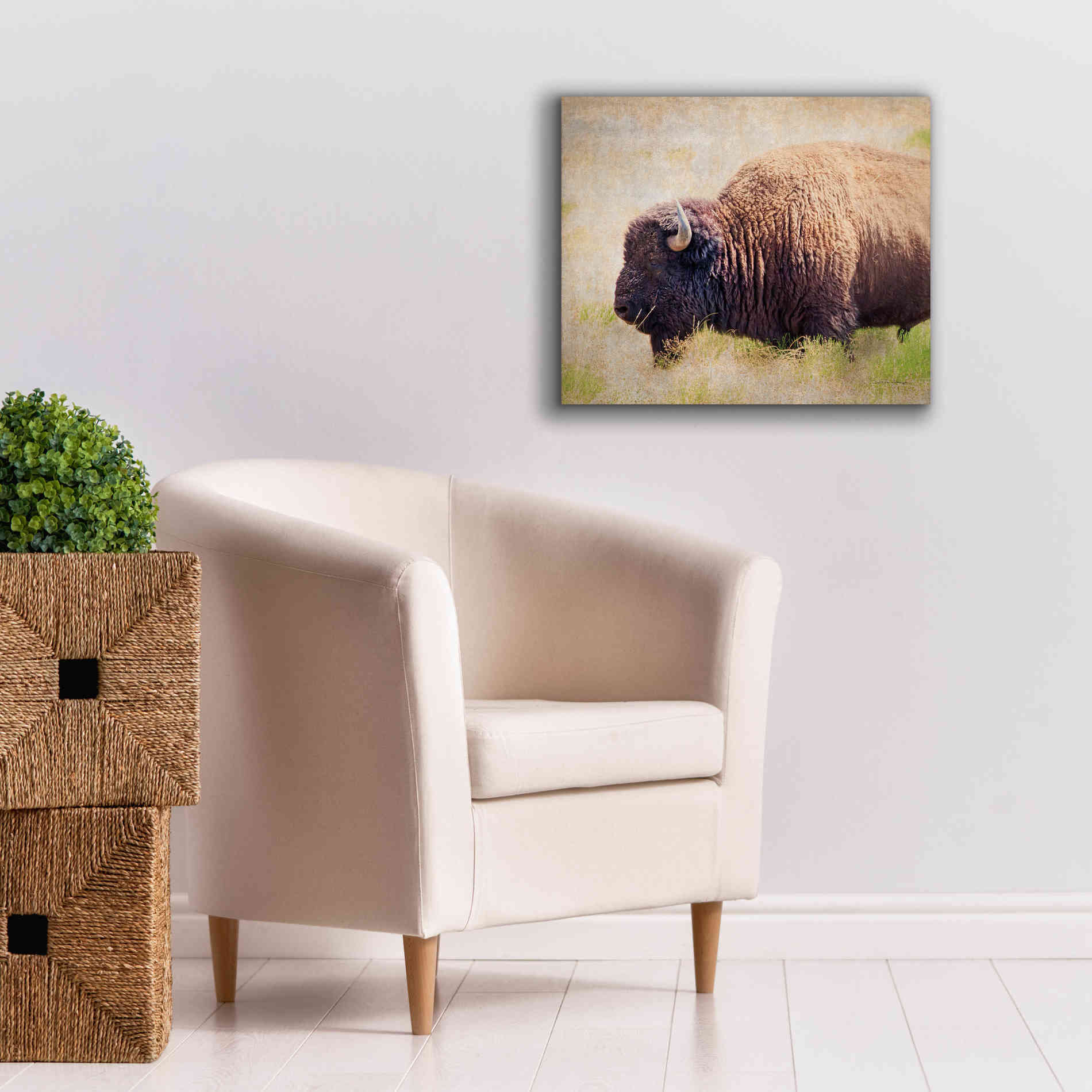 'Buffalo II' by Debra Van Swearingen, Canvas Wall Art,24 x 20