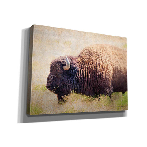 Image of 'Buffalo II' by Debra Van Swearingen, Canvas Wall Art,16x12x1.1x0,24x20x1.1x0,30x26x1.74x0,54x40x1.74x0