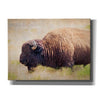 'Buffalo II' by Debra Van Swearingen, Canvas Wall Art,16x12x1.1x0,24x20x1.1x0,30x26x1.74x0,54x40x1.74x0