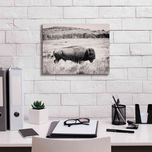 'Buffalo I BW' by Debra Van Swearingen, Canvas Wall Art,16 x 12