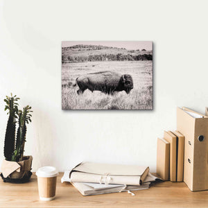 'Buffalo I BW' by Debra Van Swearingen, Canvas Wall Art,16 x 12
